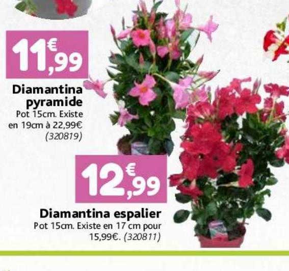 diamantina pyramide, diamantina espalier