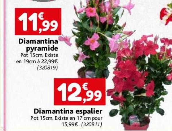 diamantina pyramide, diamantina espalier