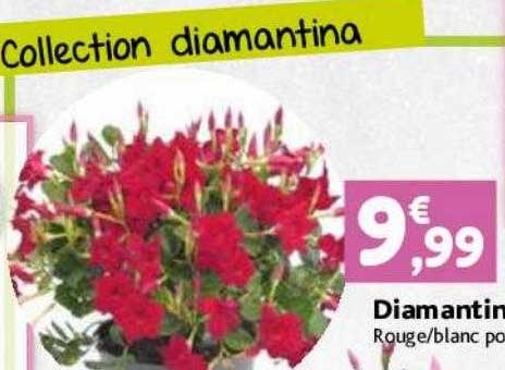 diamantina