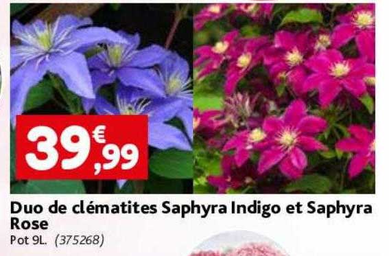 duo de clématites saphyra indigo et saphyra rose