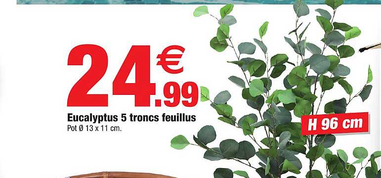 eucalyptus 5 troncs feuillus