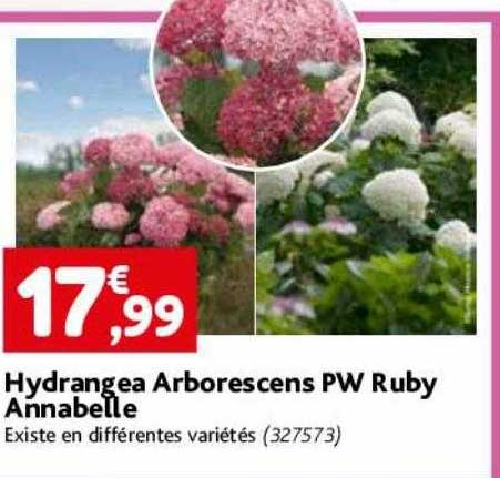Hydrangea Arborescens Pw Ruby Annabelle