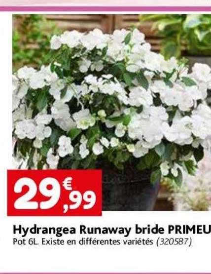 Hydrangea Runaway Bride Primeur