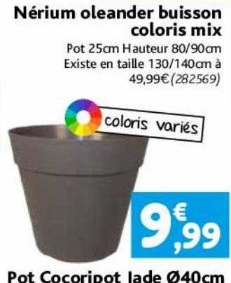 nérium oleander buisson coloris mix, pot cocoripot lade ø40 cm