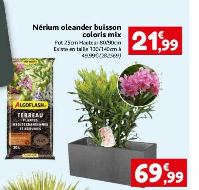nérium oleander buisson coloris mix