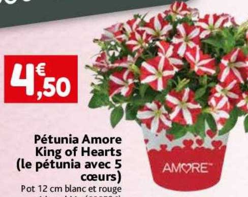 pétunia amore king of hearts (le pétunia avec 5 cœurs)