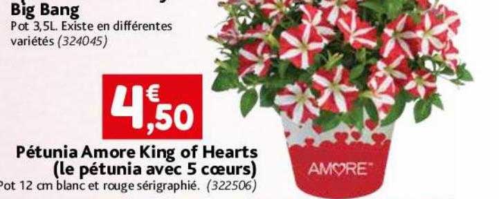 pétunia amore king of hearts