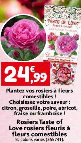 rosiers taste of love rosiers fleuris à fleurs comestibles