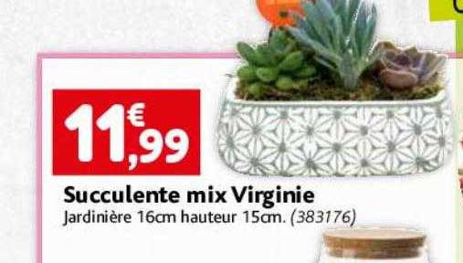 succulente mix virginie