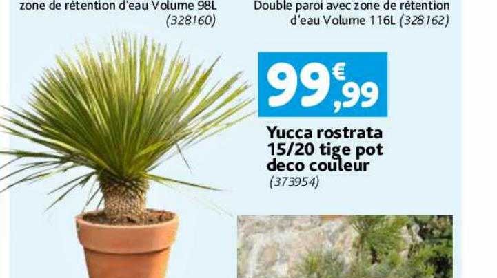 yucca rostrata 15-20 tige pot déco couleur
