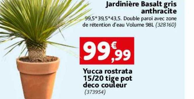 yucca rostrata 15-20 tige pot déco couleur