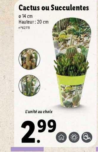 Cactus Ou Succulentes