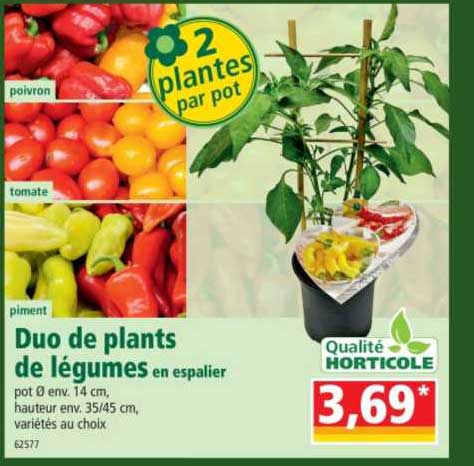 duo de plants de légumes en espalier