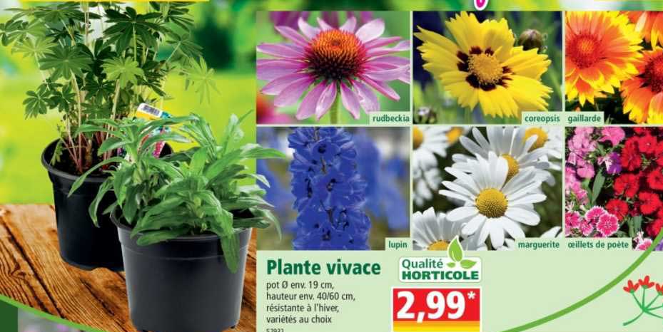 plante vivace