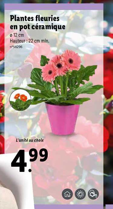 plantes fleuries en pot céramique