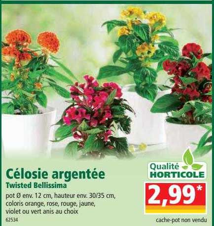 célosie argentée twisted bellissima