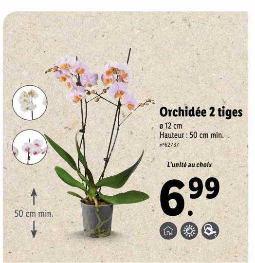 Orchidée 2 Tiges