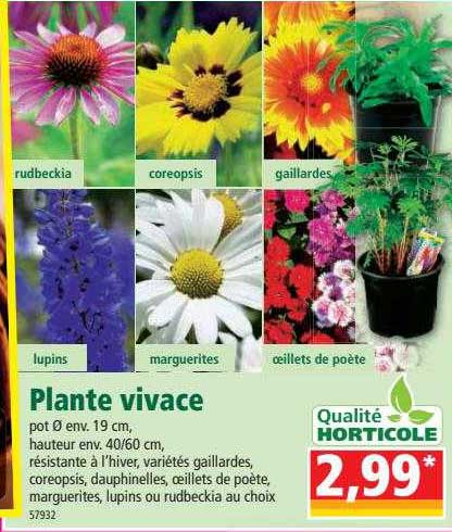 plante vivace
