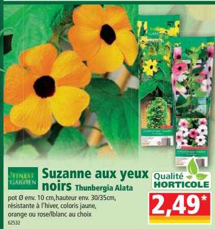 suzanne aux yeux noirs thunbergia alata finest garden