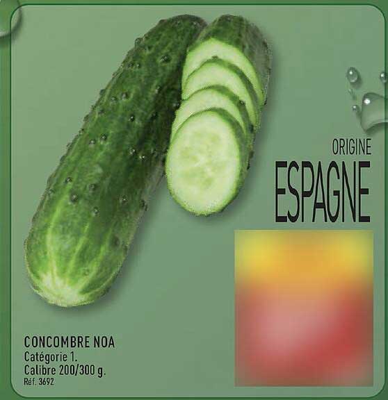 CONCOMBRE NOA