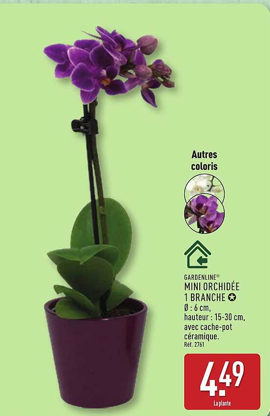 GARDENLINE MINI ORCHIDÉE 1 BRANCHE