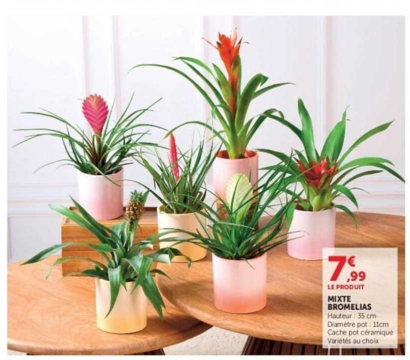 MIXTE BROMELIAS