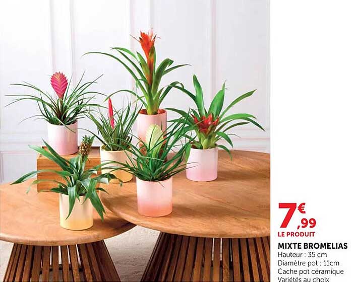 MIXTE BROMELIAS
