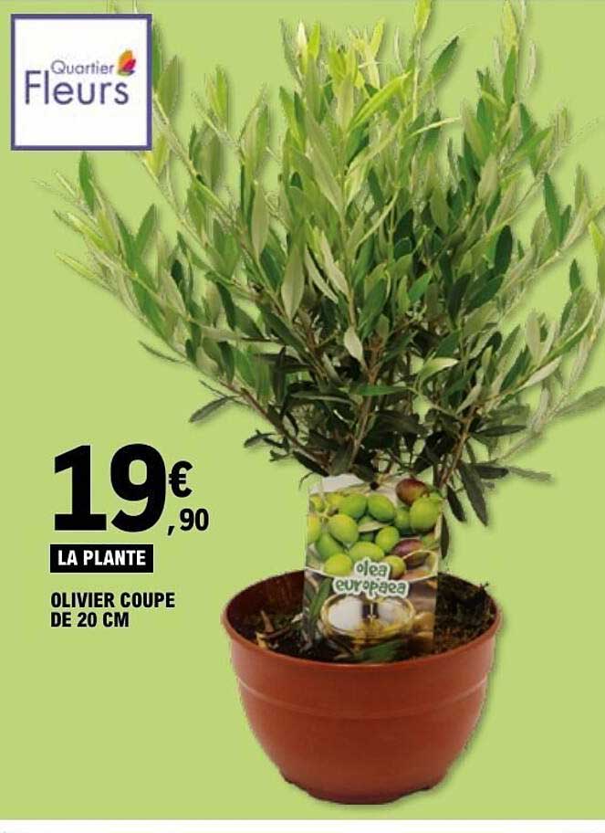 Olivier coupe de 20 cm