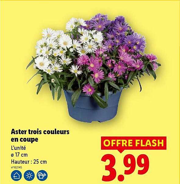 Aster trois couleurs en coupe