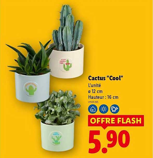 Cactus "Cool