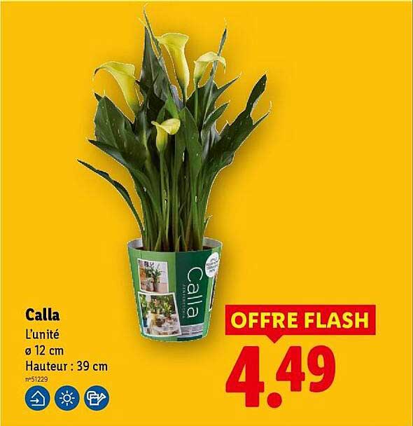 Calla