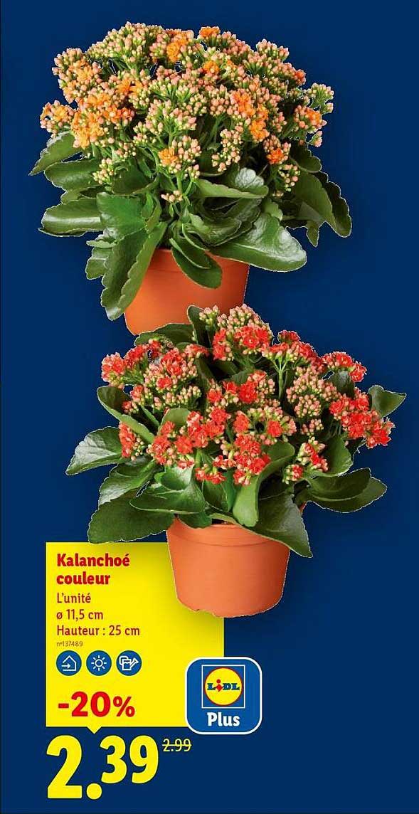 Kalanchoé couleur