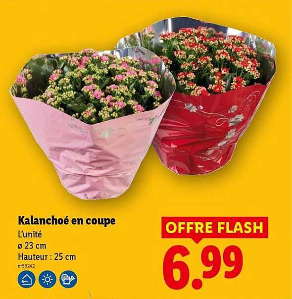 Kalanchoé en coupe