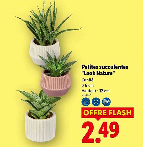 Petites succulentes "Look Nature