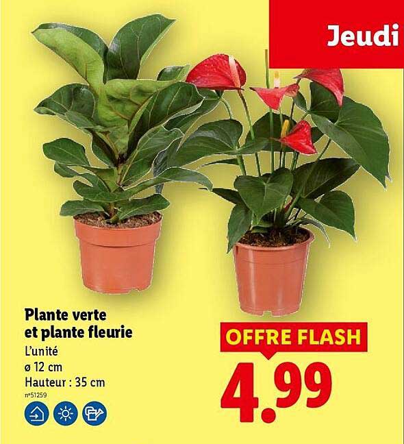Plante verte et plante fleurie