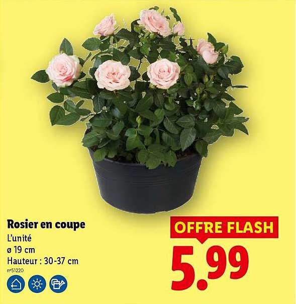 Rosier en coupe
