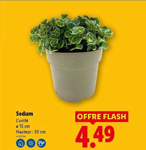 Sedum