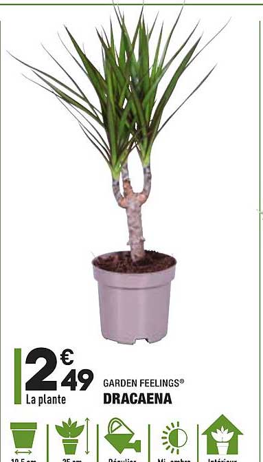 dracaena garden feelings