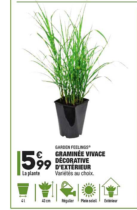 graminée vivace décorative d extérieur garden feelings