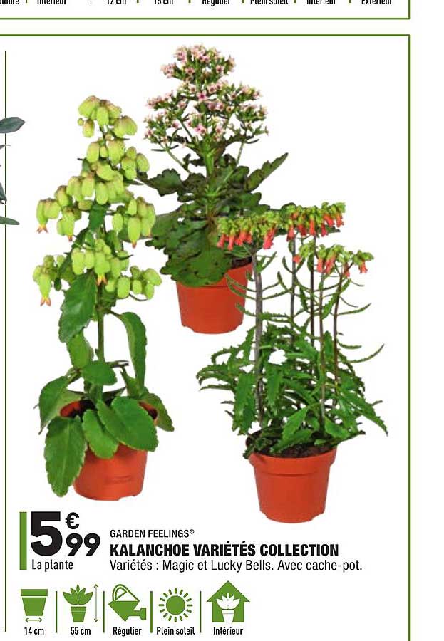 kalanchoe variétés collection garden feelings