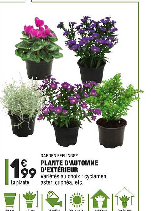 plante d automne d extérieur garden feelings