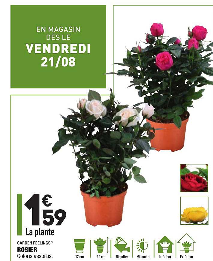 rosier garden feelings