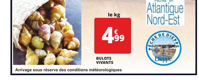 bulots vivants