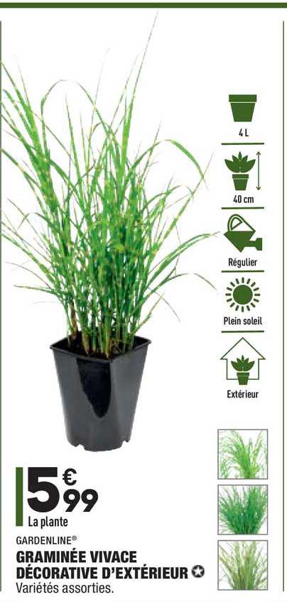 graminée vivace décorative d'extérieur gardenline