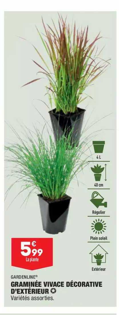 Graminée Vivace Décorative D'intérieur
