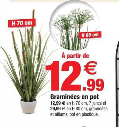 graminées en pot