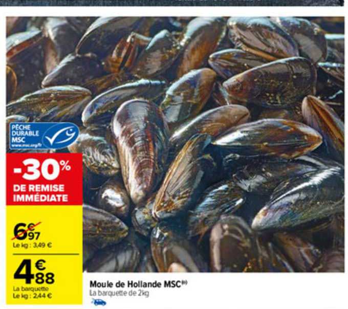 moule de holland msc