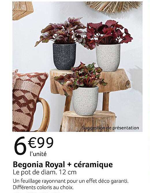 Begonia Royal + Céramique