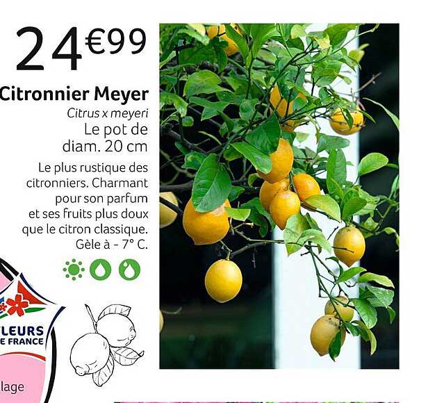 Citronnier Meyer