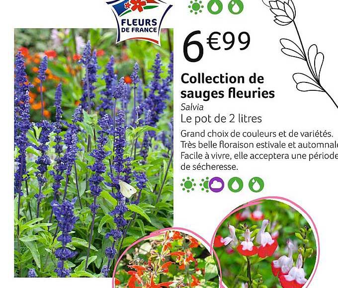 Collection De Sauges Fleuries